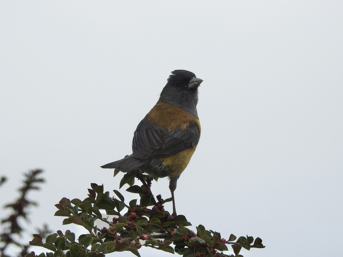 Patagonian Sierra Finch - ML647641347