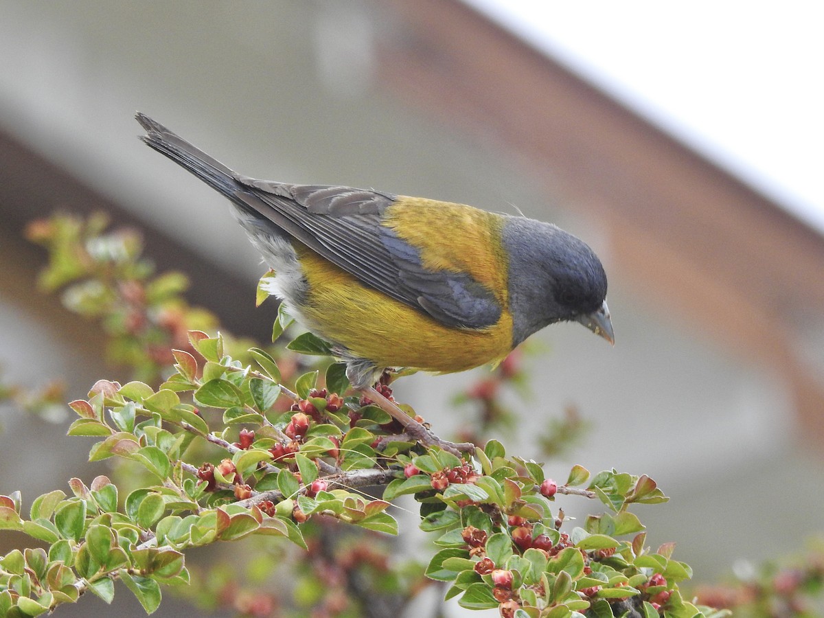 Patagonian Sierra Finch - ML647641348