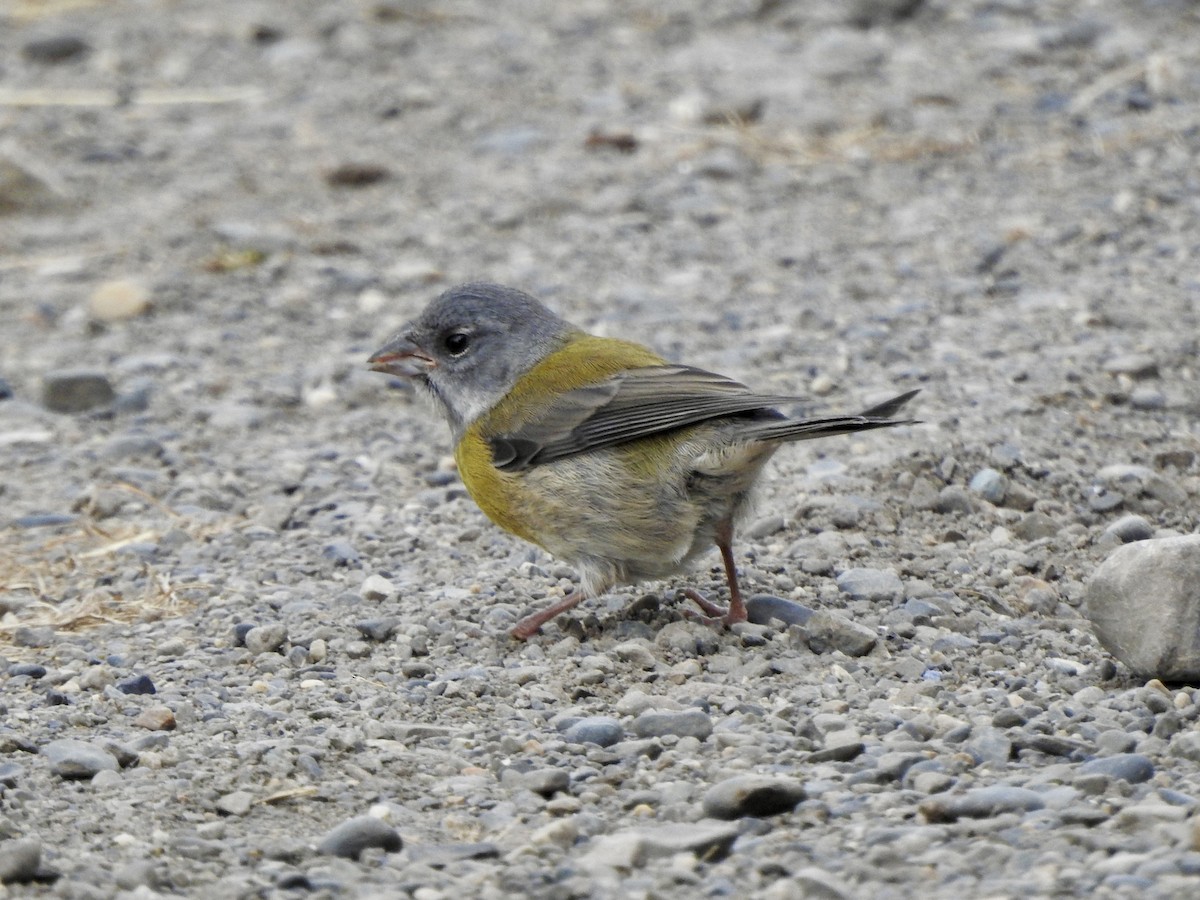 Patagonian Sierra Finch - ML647641349