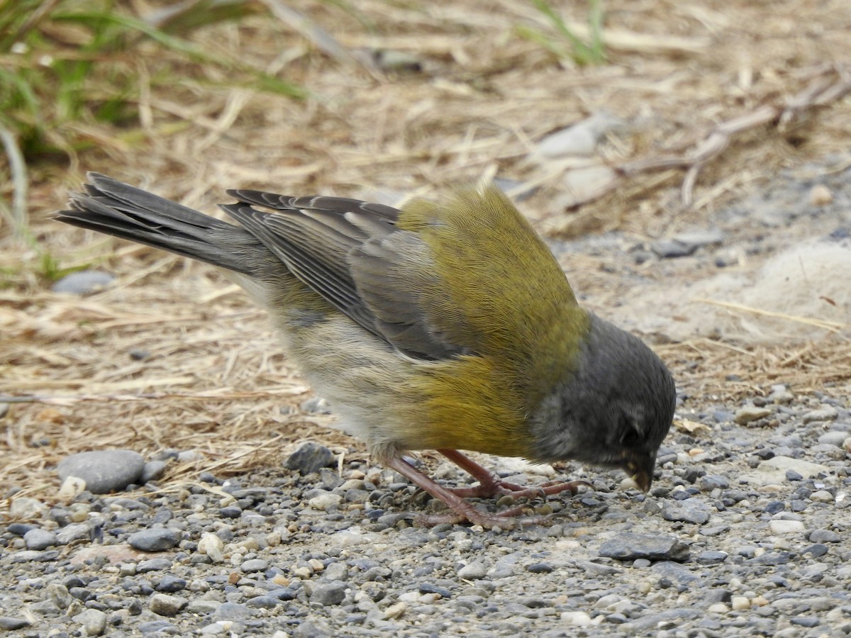 Patagonian Sierra Finch - ML647641350