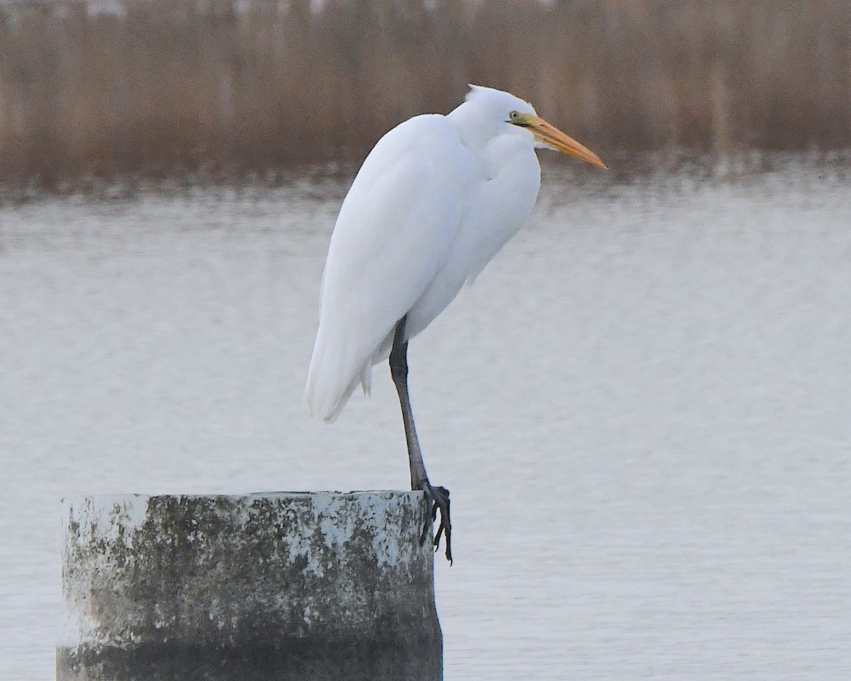 Koartza zuria - ML647641353