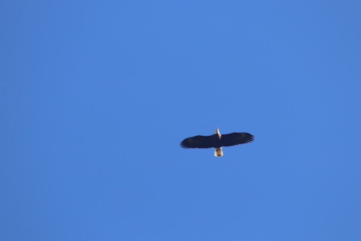 עיטם לבן-ראש - ML647641380