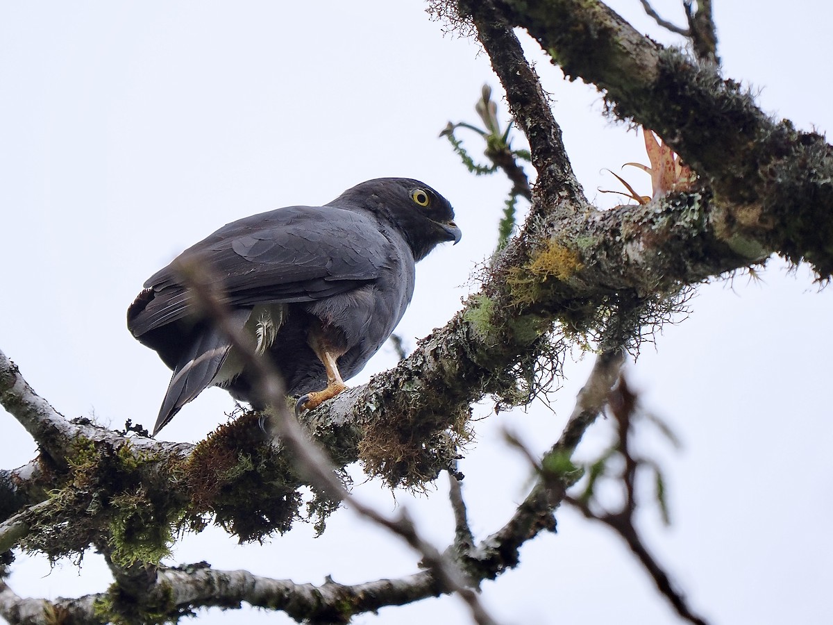 Weißbürzelbussard - ML647641387