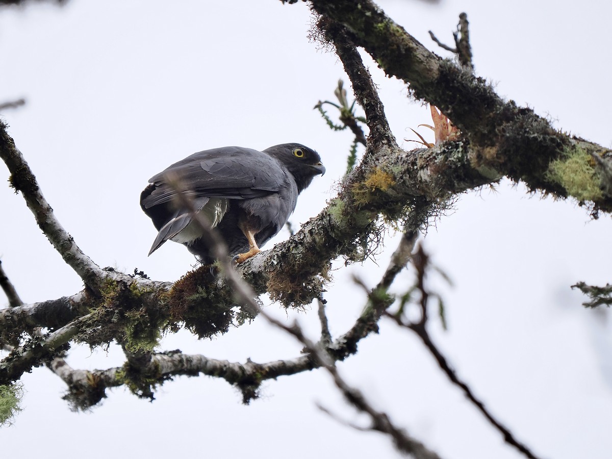 Weißbürzelbussard - ML647641388