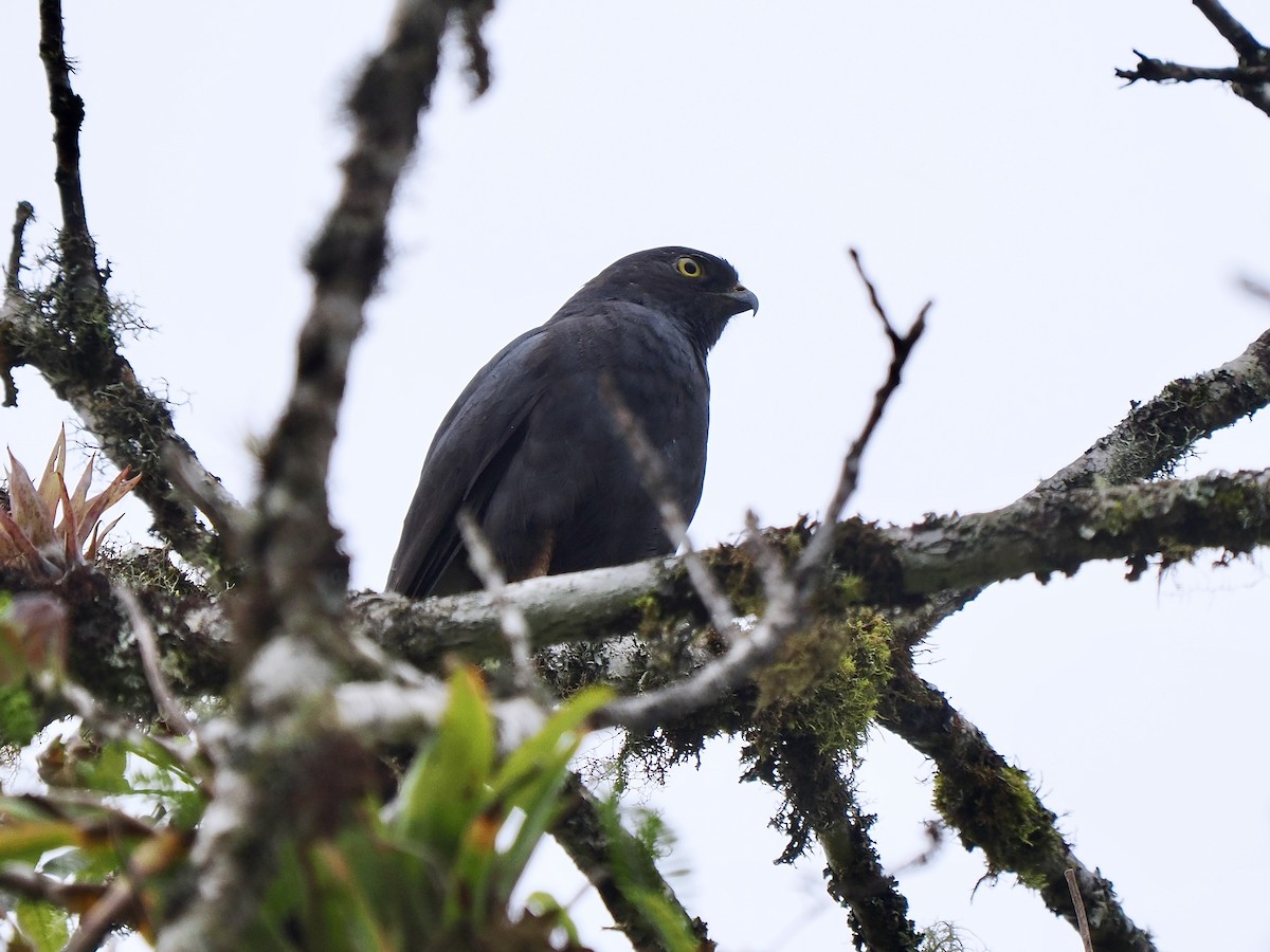 Weißbürzelbussard - ML647641389