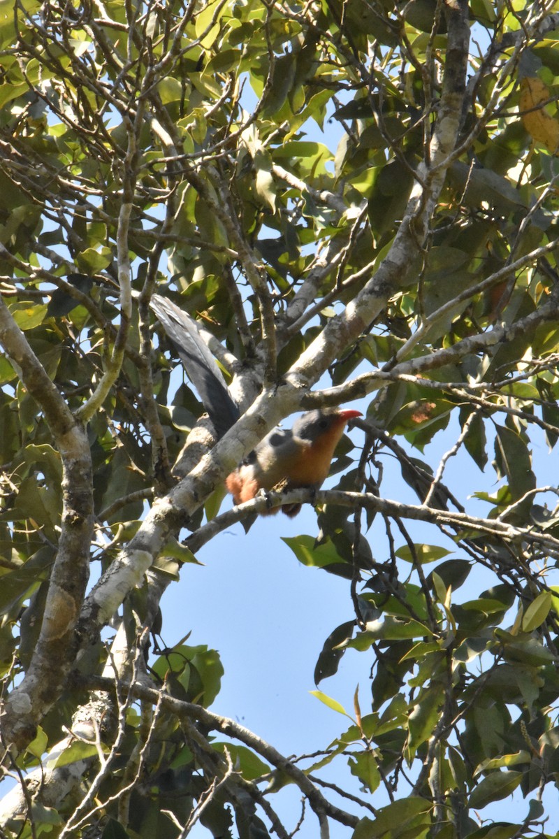 Red-billed Malkoha - ML647641398