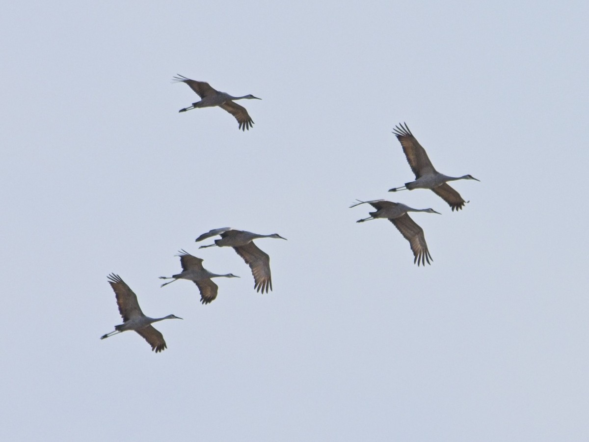 Grue du Canada - ML647641409