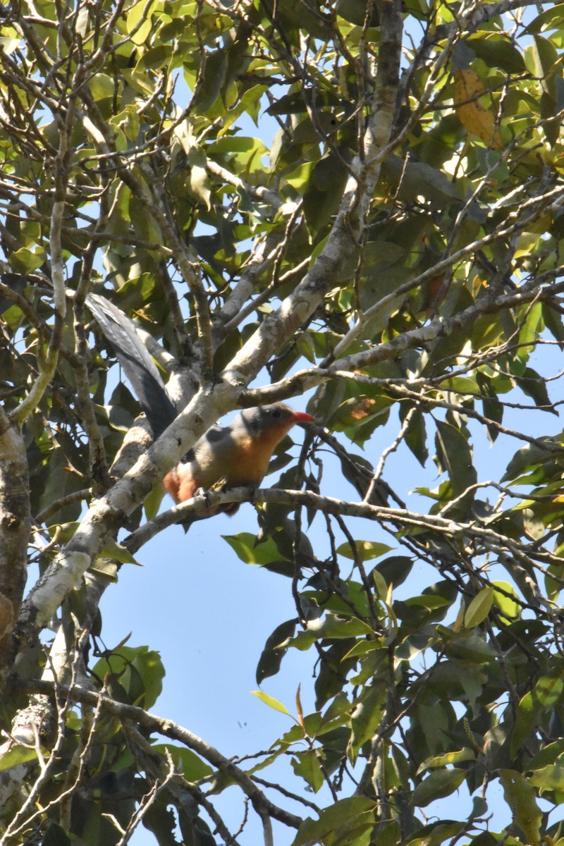 Red-billed Malkoha - ML647641415