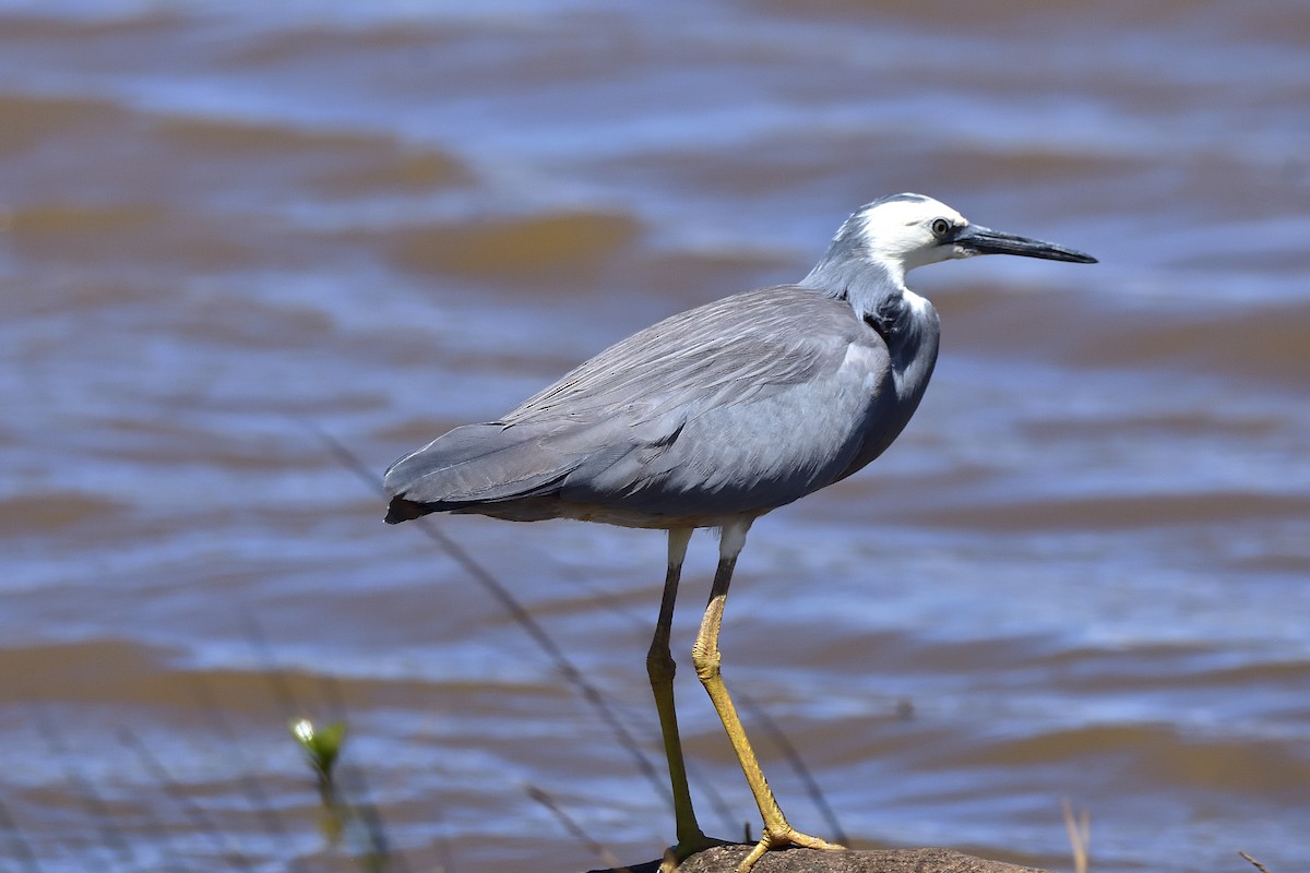 White-faced Heron - ML647641418