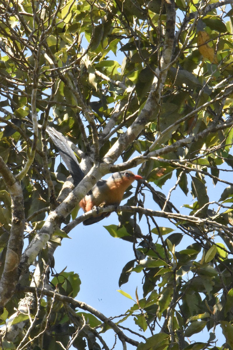 Red-billed Malkoha - ML647641430