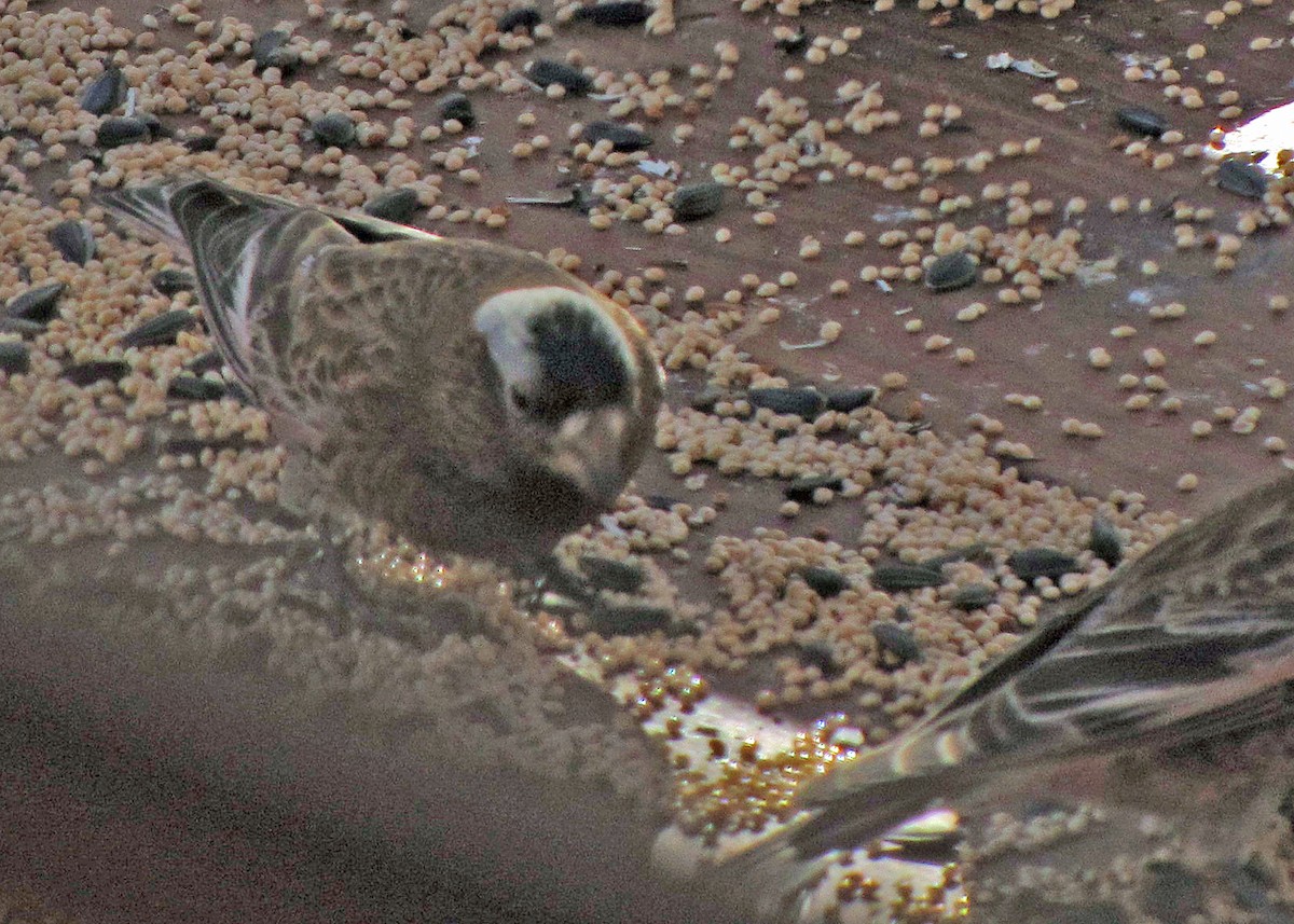 Gray-crowned Rosy-Finch (Gray-crowned) - ML647641446