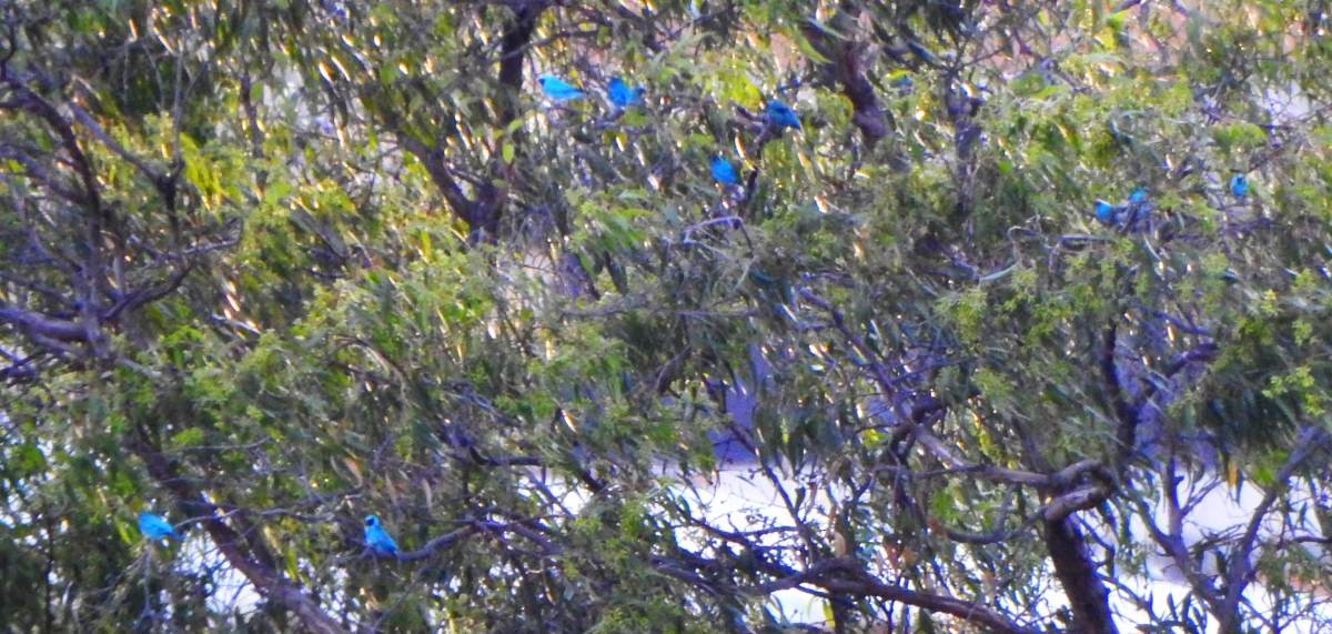 Swallow Tanager - ML647641455