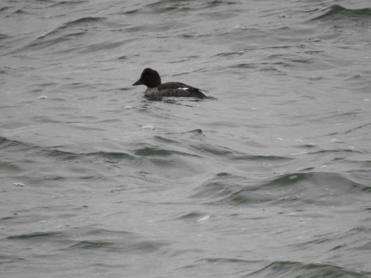 Common Goldeneye - ML647641458