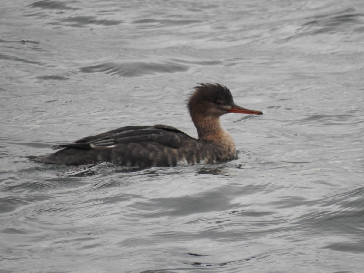 Red-breasted Merganser - ML647641471