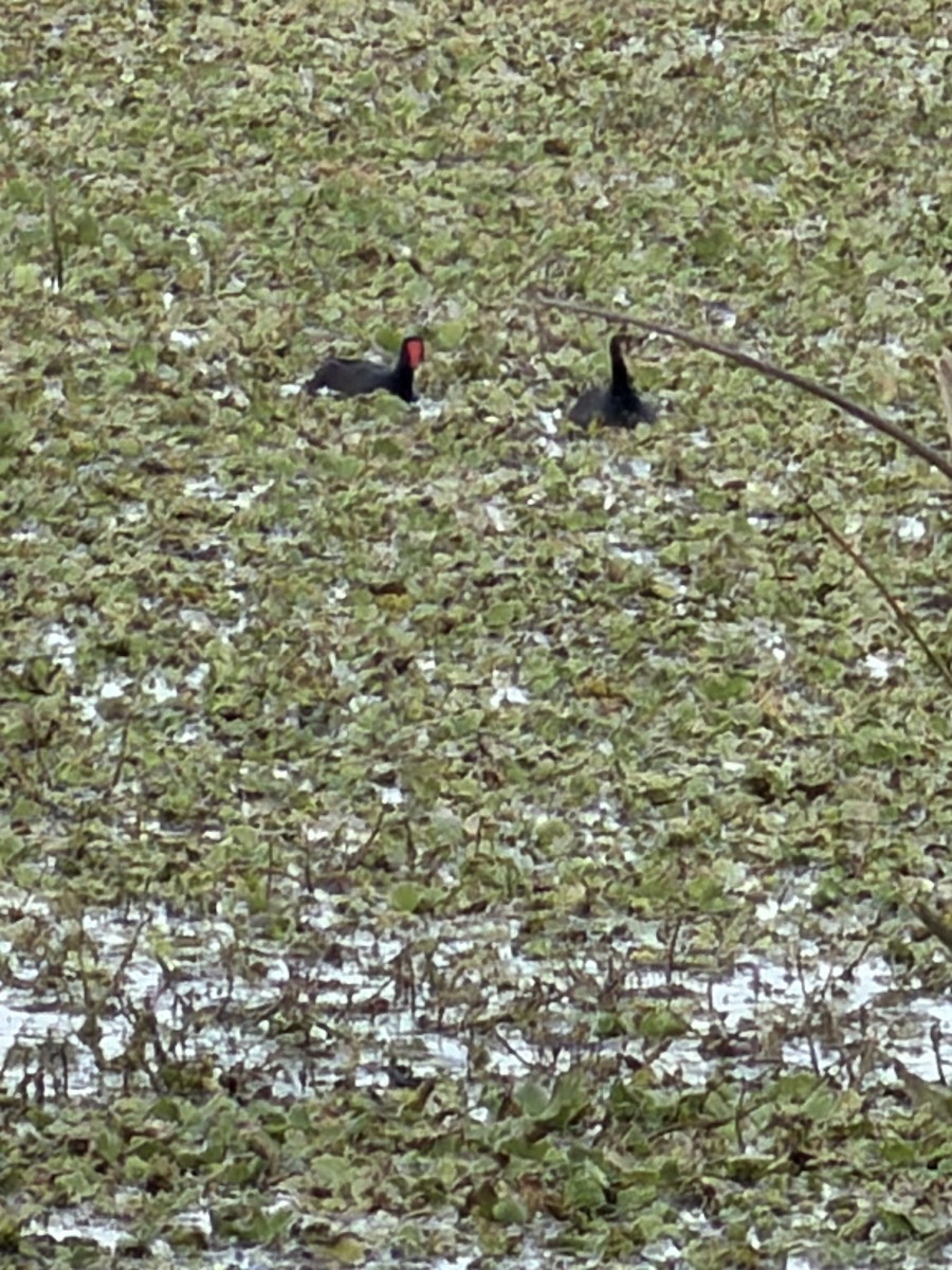 Amerika Sutavuğu - ML647641479