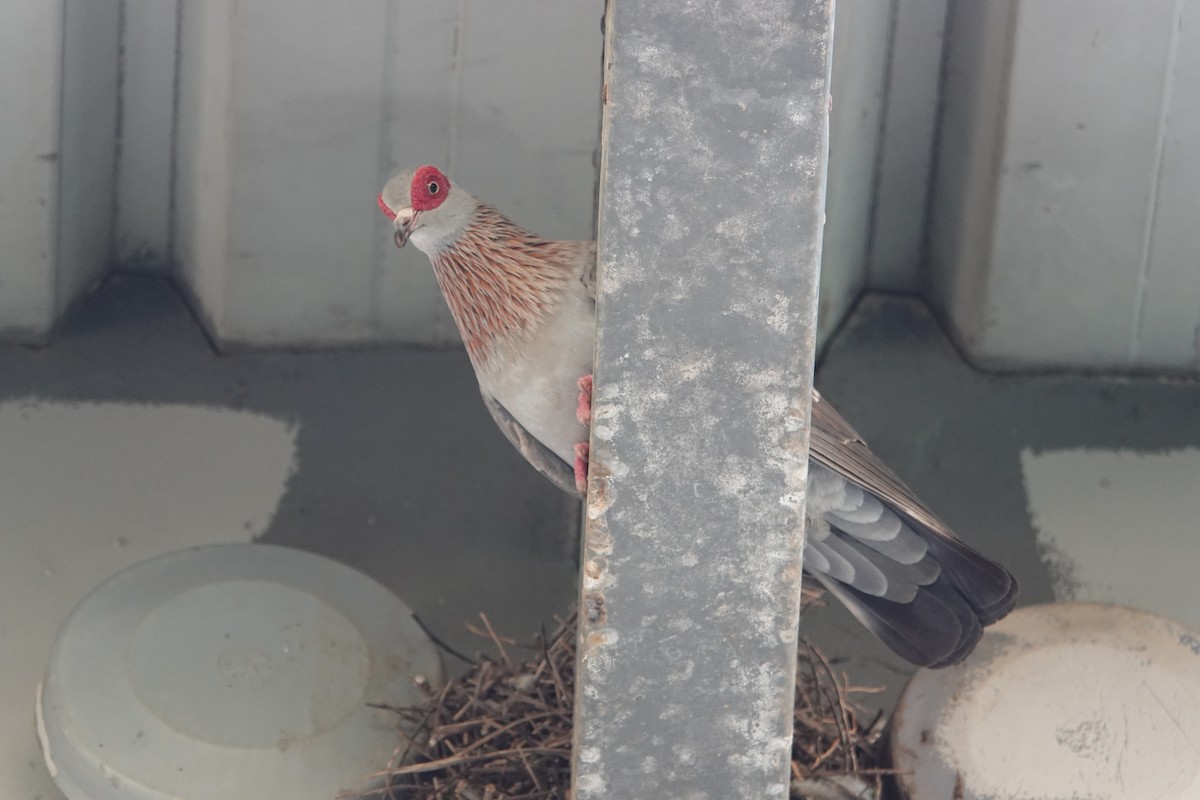 Speckled Pigeon - ML647641489