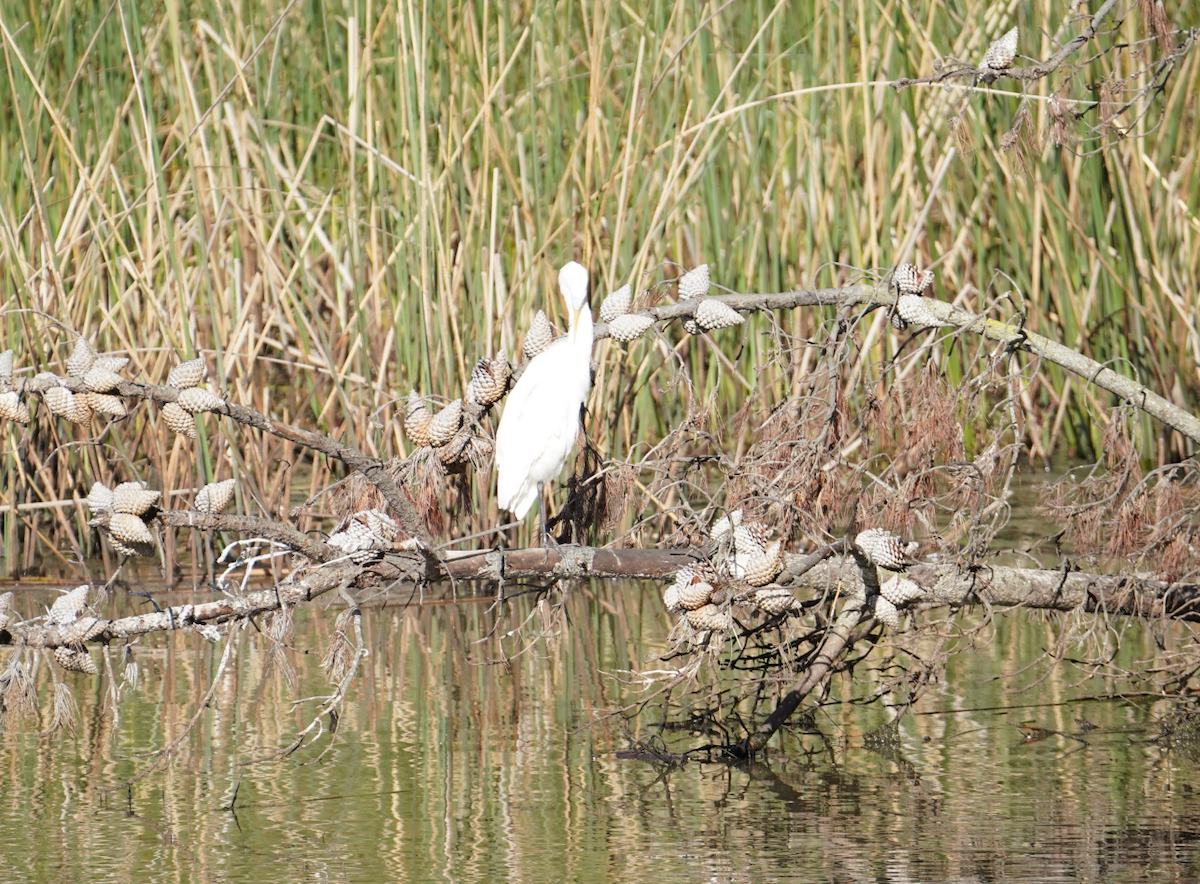 Koartza zuria - ML647641490