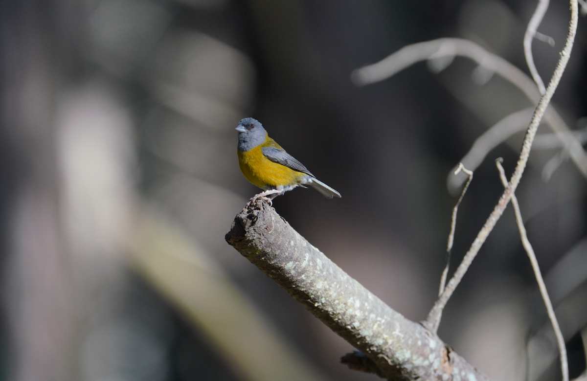 Gray-hooded Sierra Finch - ML647641502