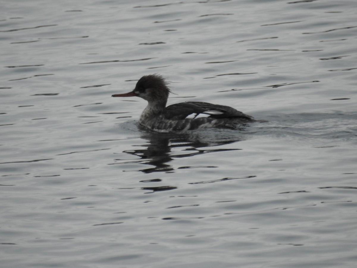 Red-breasted Merganser - ML647641504