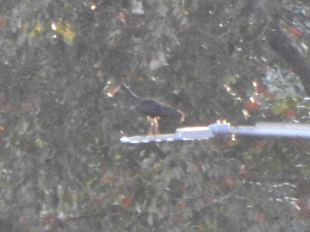 Ibis Afeitado - ML647641508