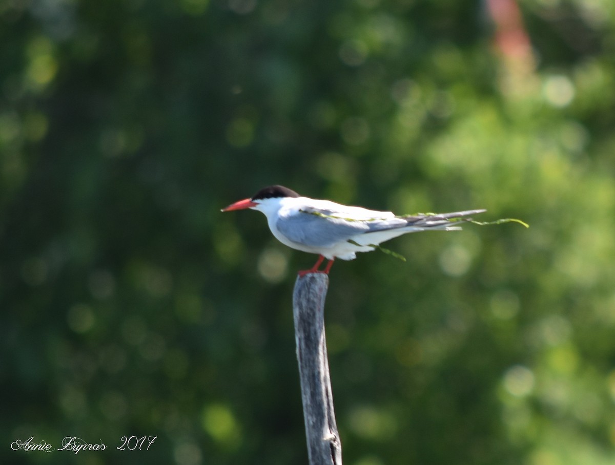 Common Tern - ML64764151