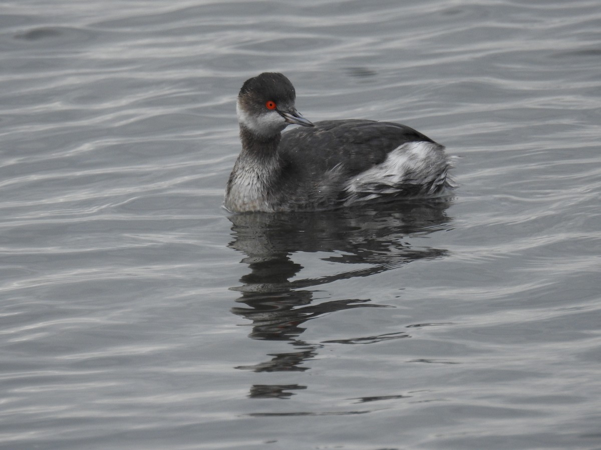 Eared Grebe - ML647641510