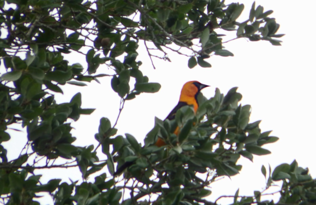 Altamira Oriole - ML647641523