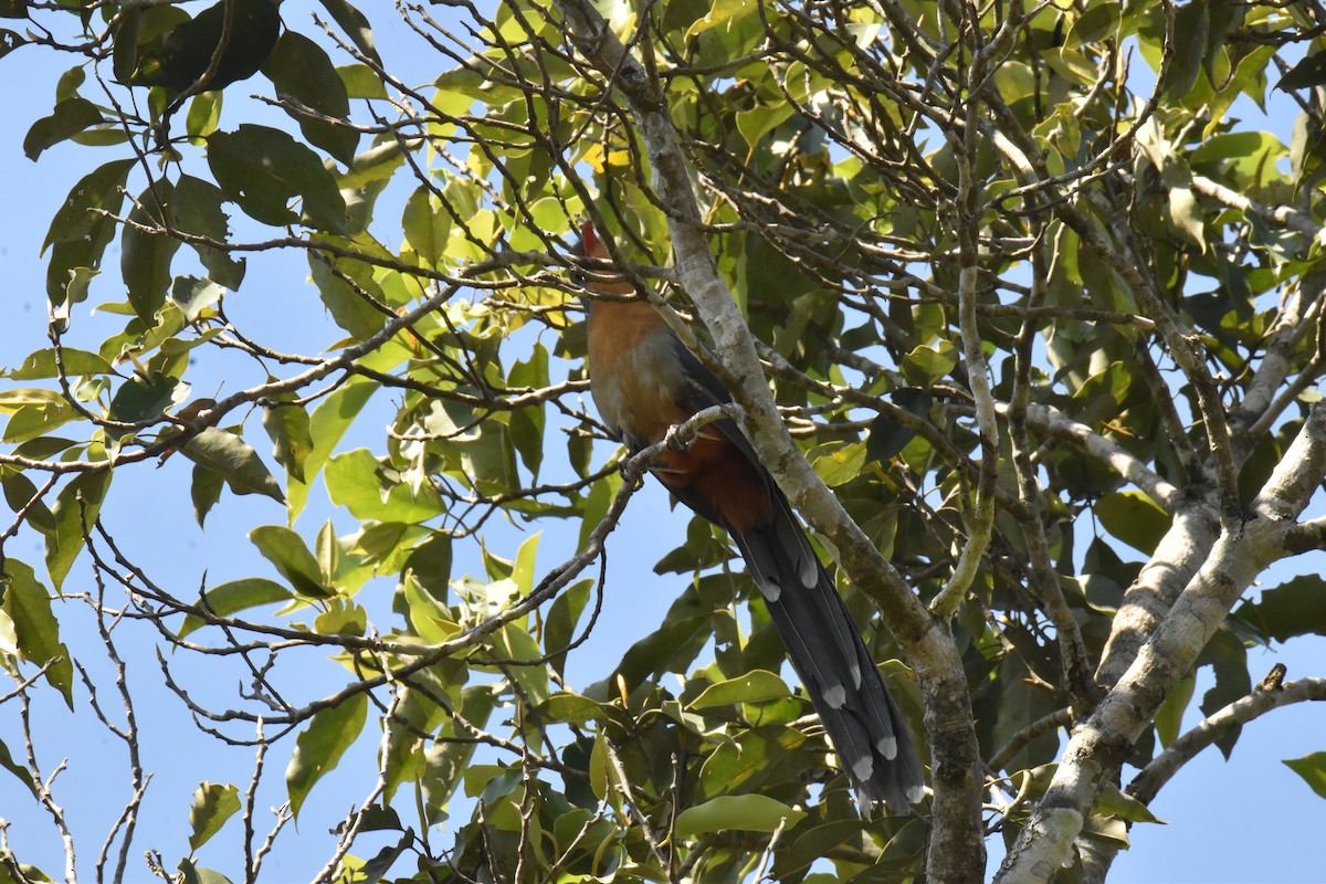 Red-billed Malkoha - ML647641528