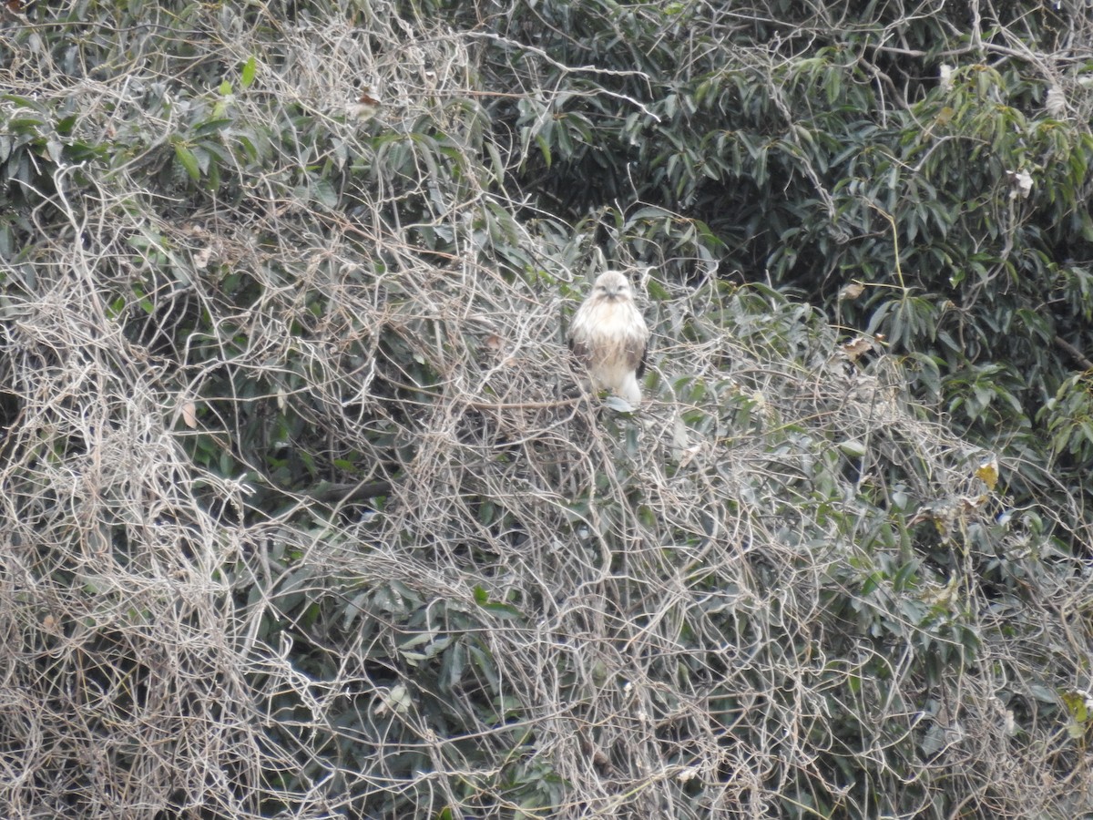 Eastern Buzzard - ML647641529