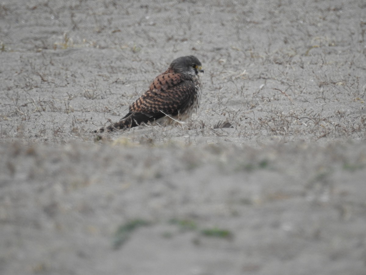 Eurasian Kestrel - ML647641561