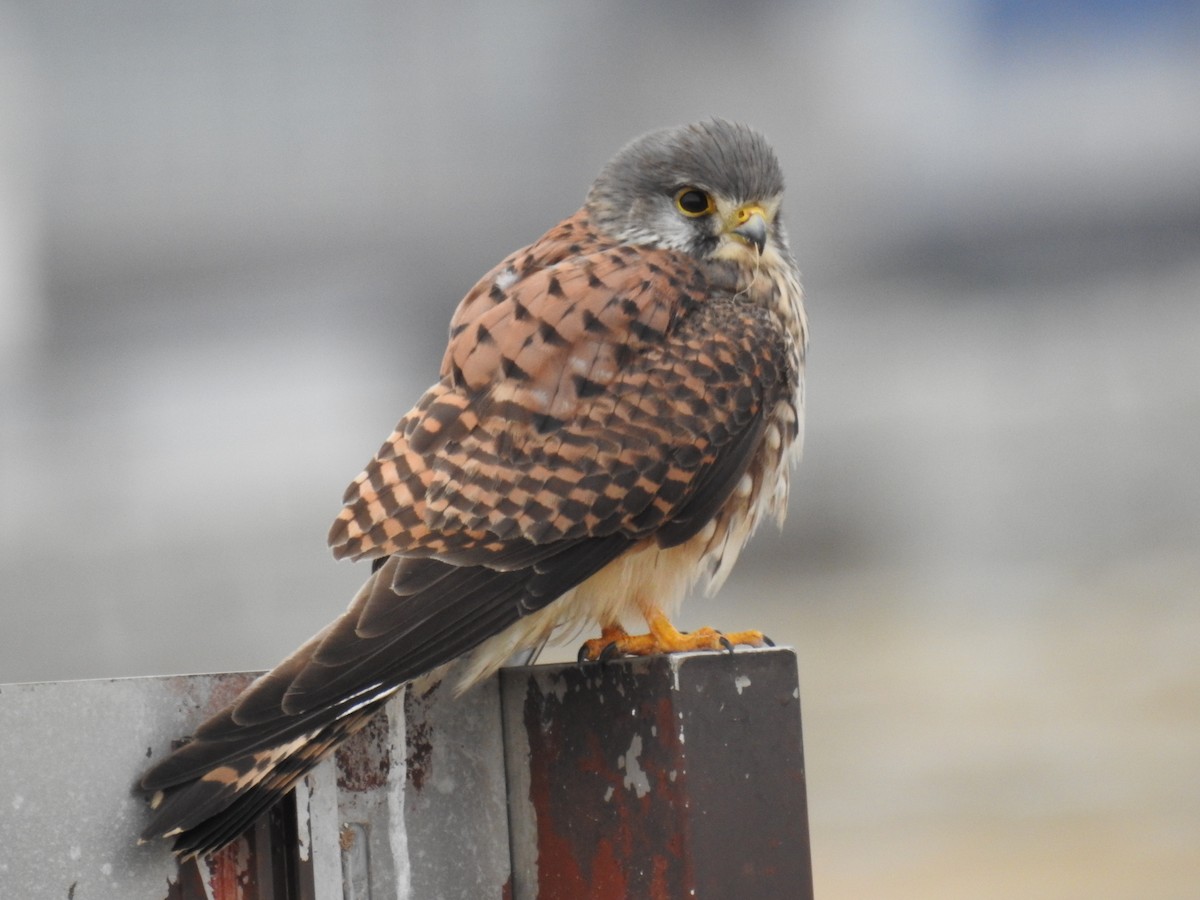 Eurasian Kestrel - ML647641562