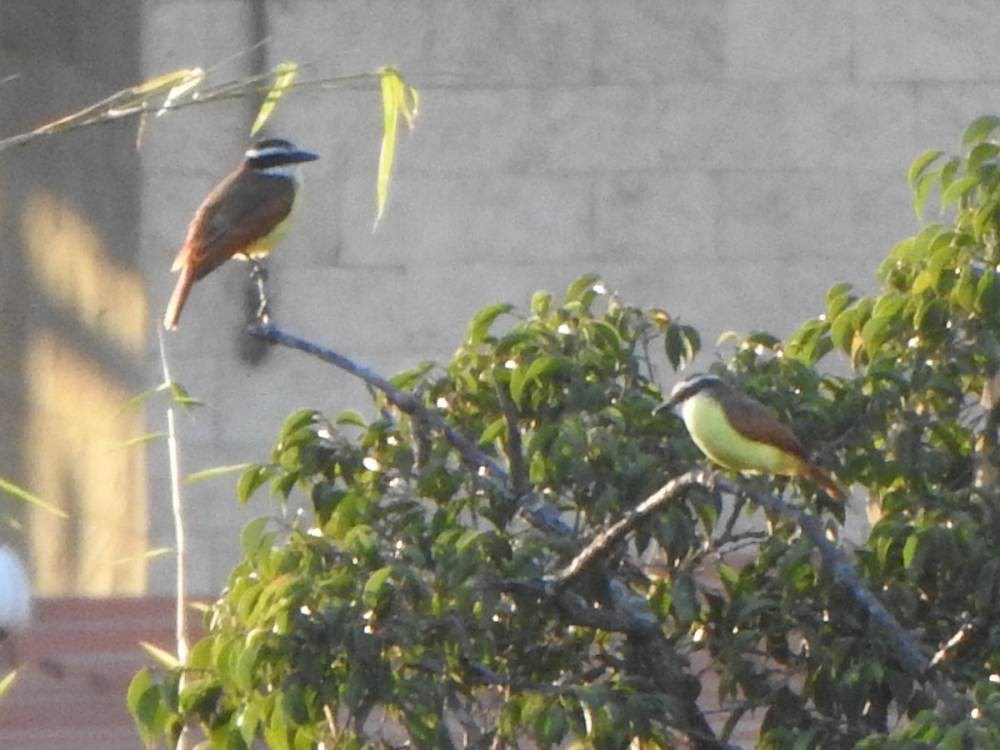 Great Kiskadee - ML647641565