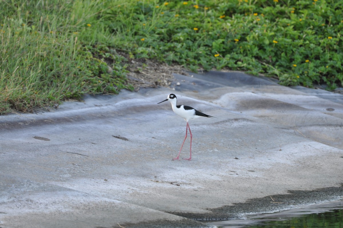 Black-necked Stilt - ML647641567