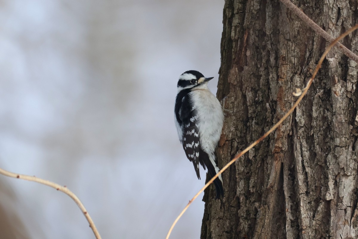 Downy Woodpecker - ML647641568