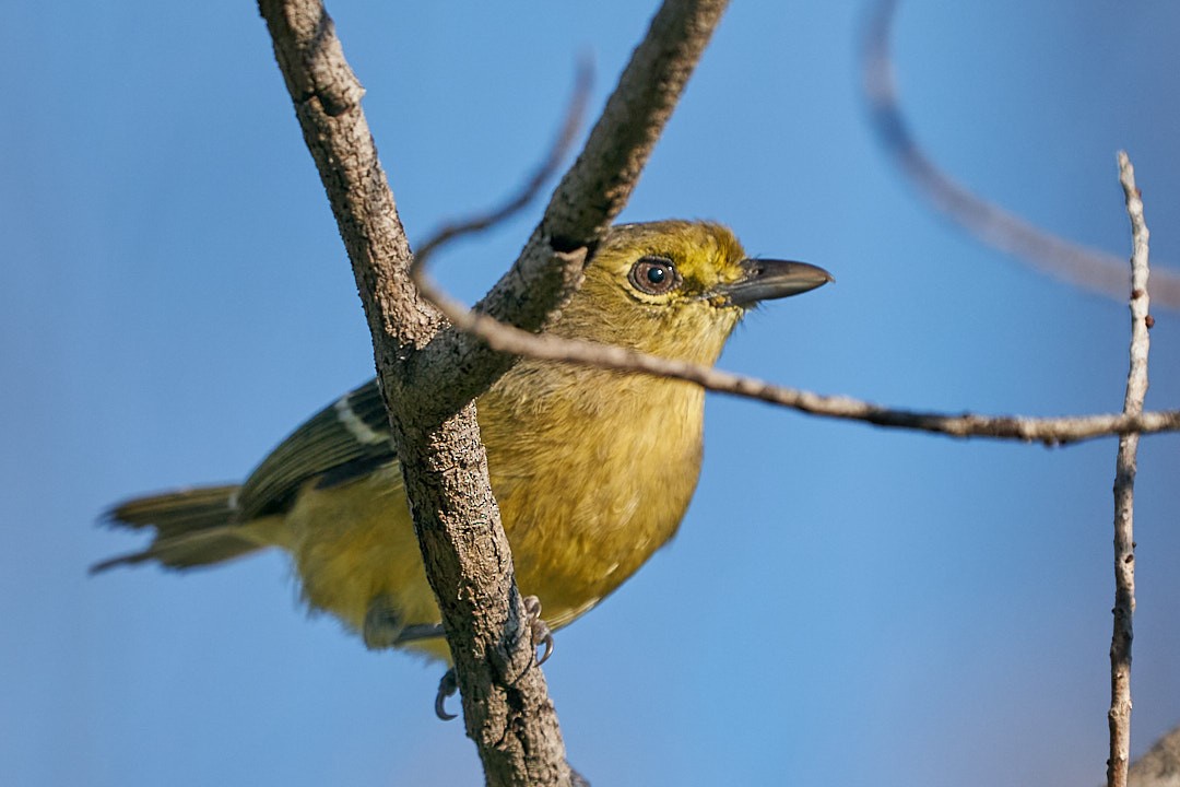 Thick-billed Vireo - ML647641570