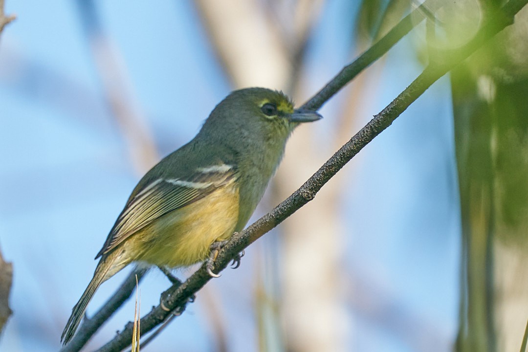 Thick-billed Vireo - ML647641571