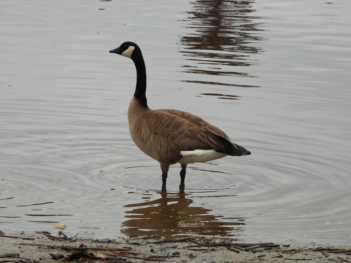 Canada Goose - ML647641572