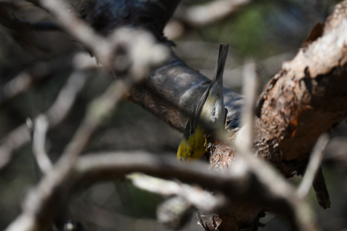 Pine Warbler - ML647641573