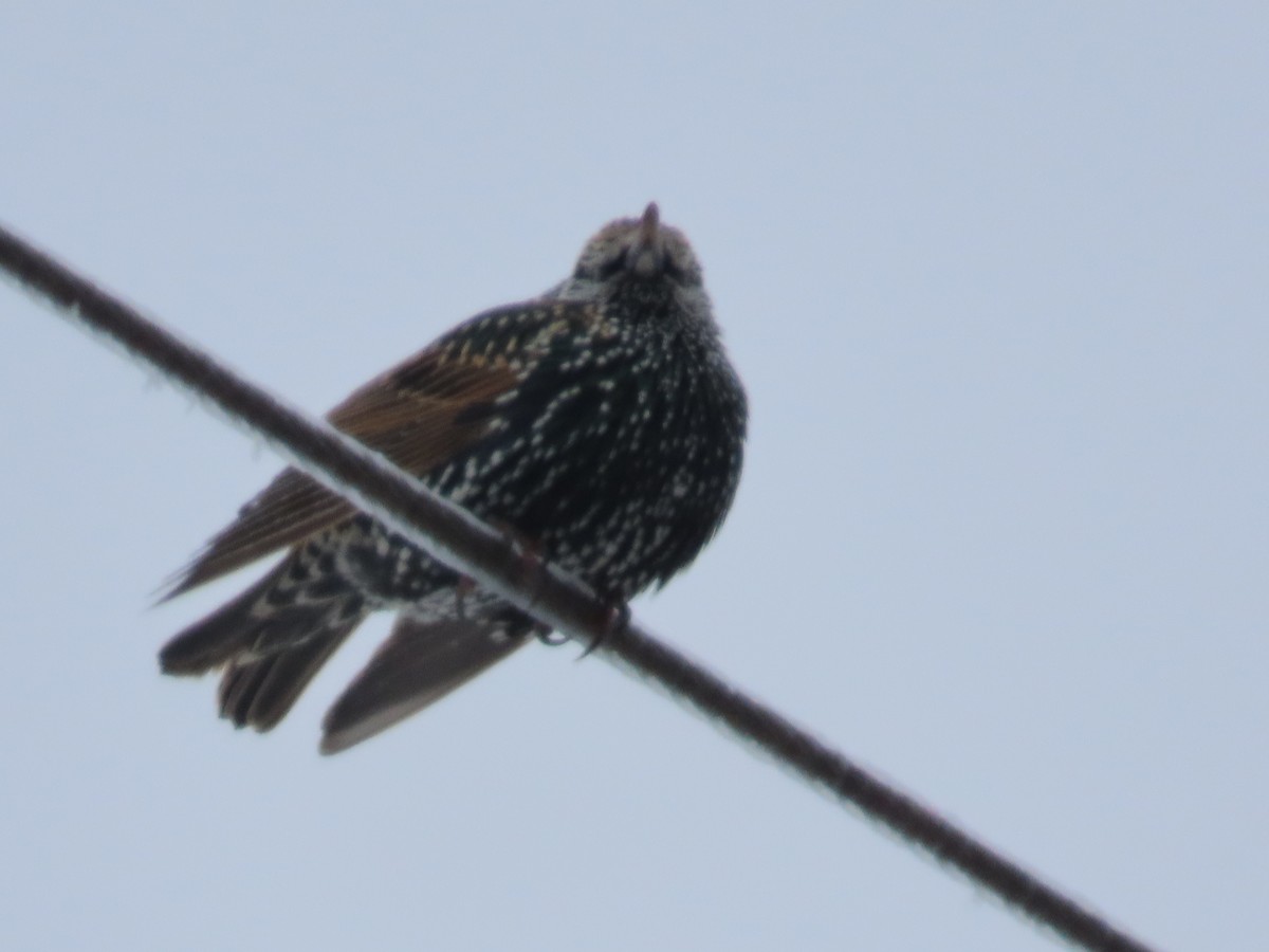 European Starling - ML647641574