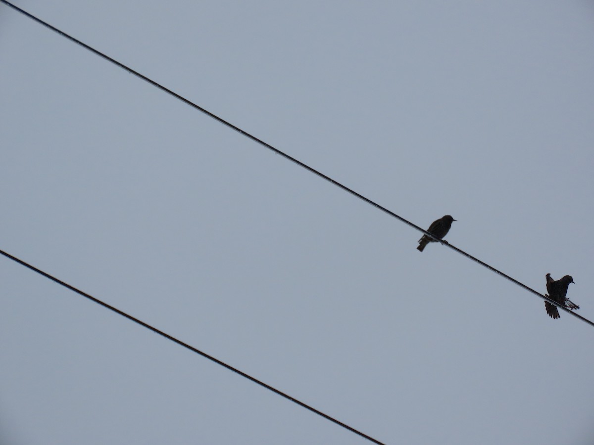 European Starling - ML647641575