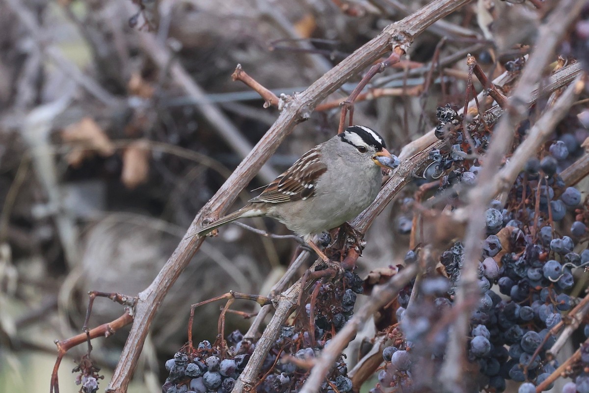White-crowned Sparrow - ML647641578