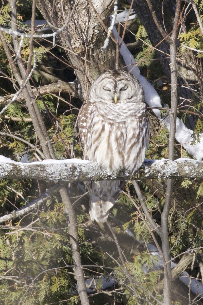 Barred Owl - ML647641581