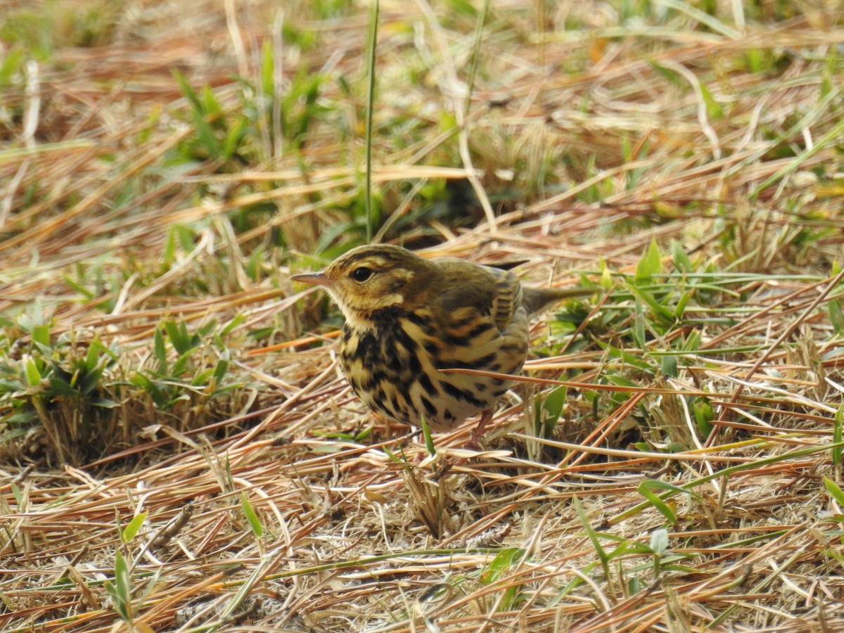 Olive-backed Pipit - ML647641583