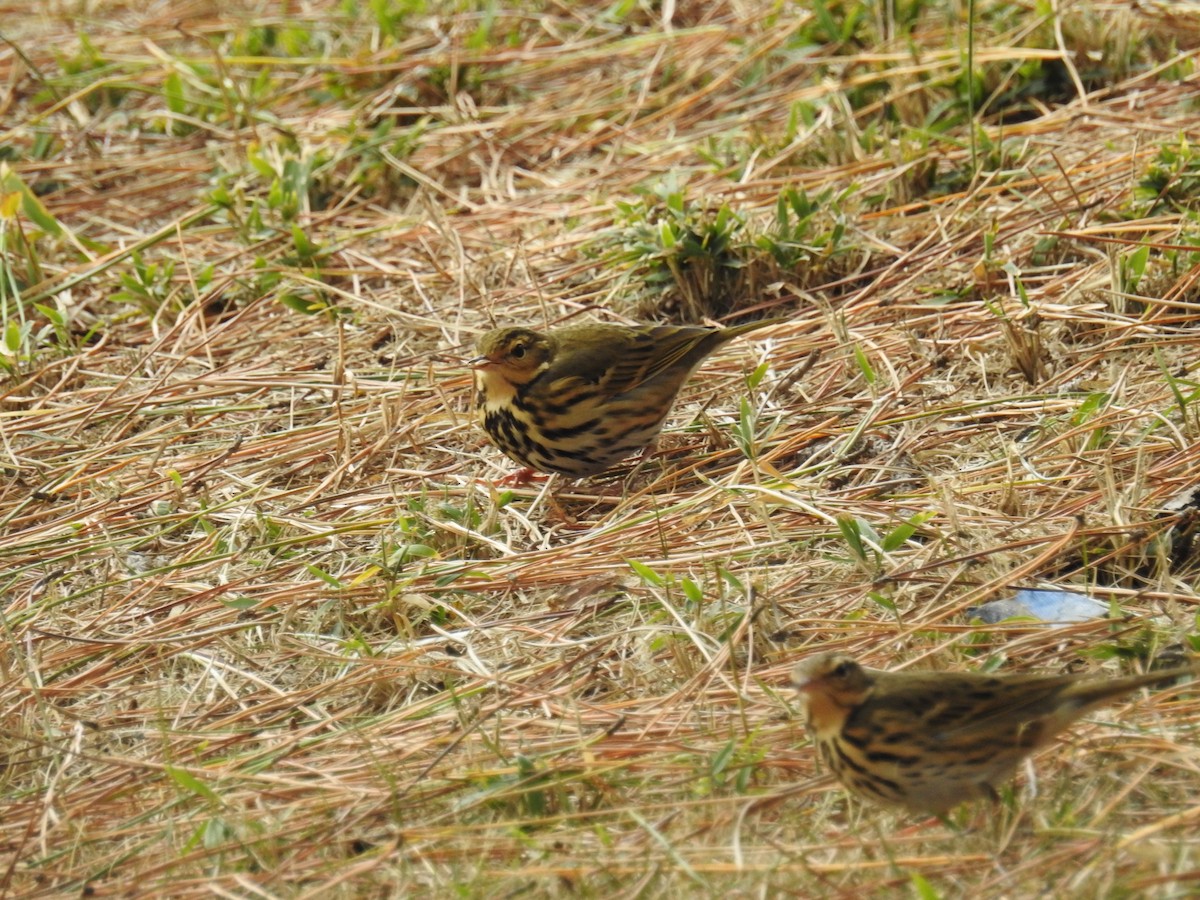 Olive-backed Pipit - ML647641584