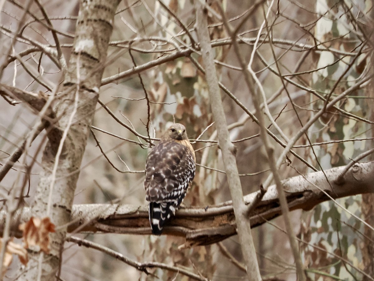 Red-shouldered Hawk - ML647641586