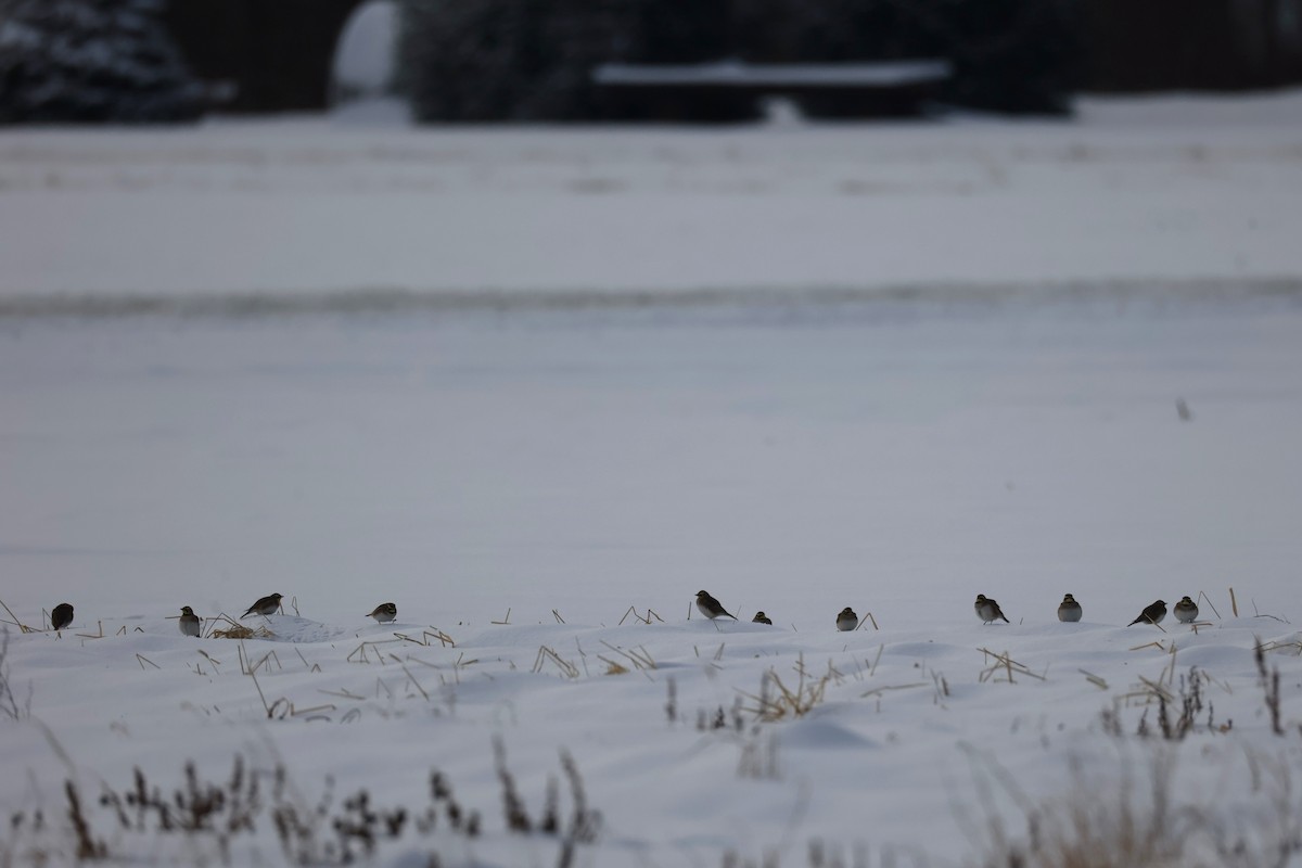 Horned Lark - ML647641588