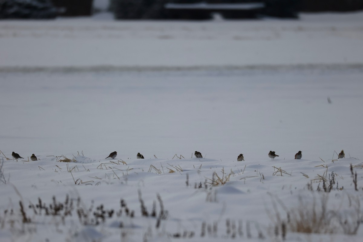 Horned Lark - ML647641589