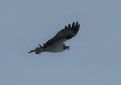 Osprey - ML647641590