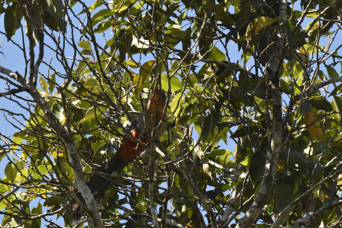 Red-billed Malkoha - ML647641592