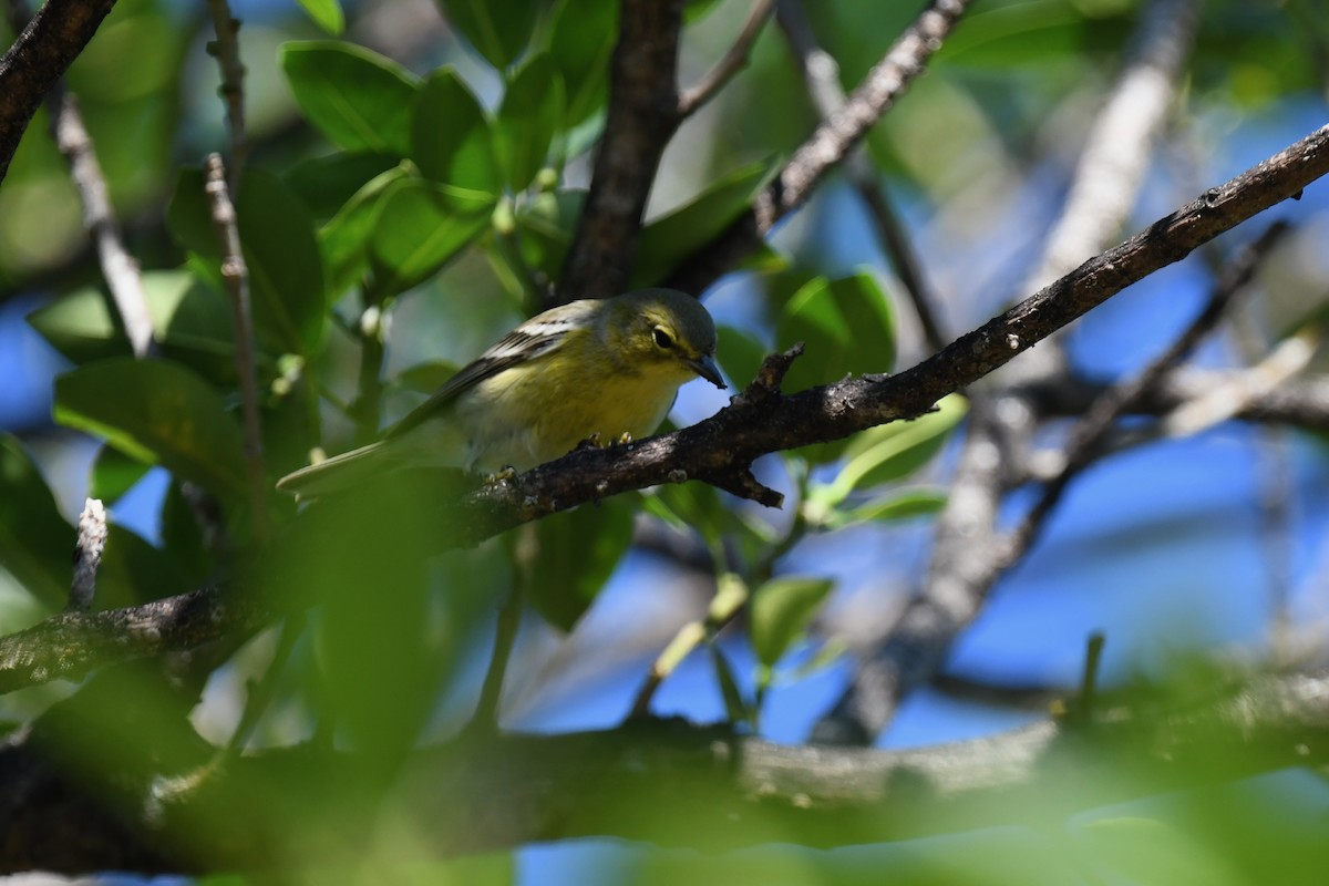 Pine Warbler - ML647641594